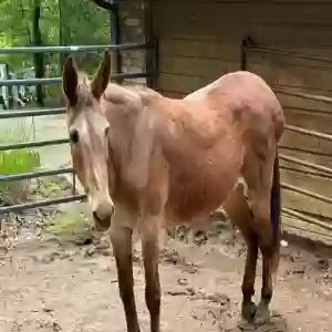 adoptable  in Shell Knob, MO named Nugget